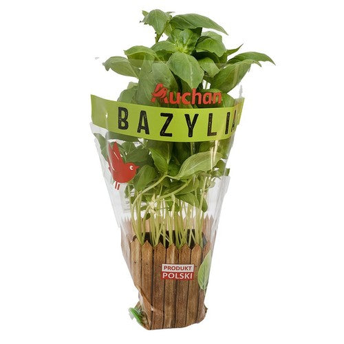 Bazylia Auchan sztuka